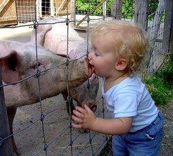 pig licker